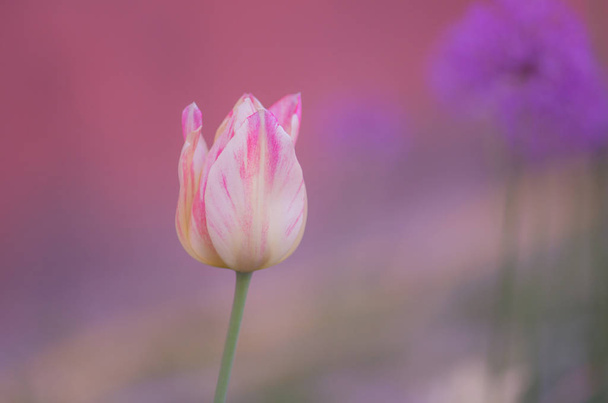 Tulipán Del Piero. Bílý Tulipán široce lemované růžovou. Okvětních lístků jsou prokládané nebo strakaté. Del Piero Tulipán bílá a pin - Fotografie, Obrázek