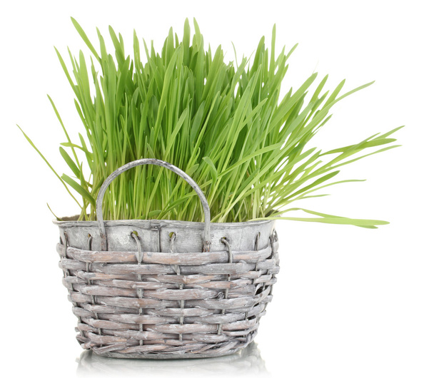 Green grass in basket isolated on white - Foto, Imagem