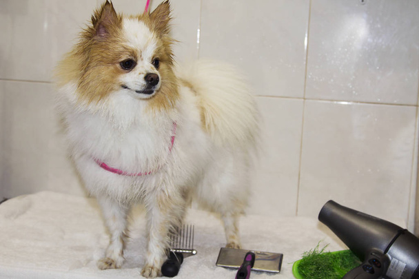 dog in the dog hairdresser - Photo, Image