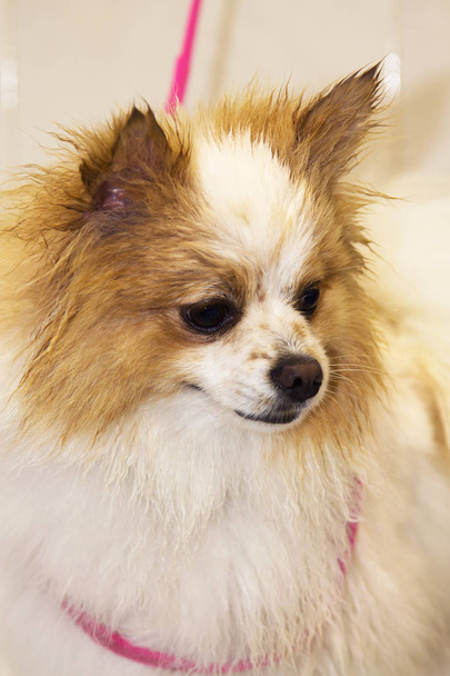 portrait of pomeranian dog - 写真・画像
