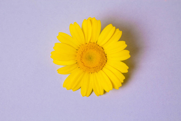  yellow daisy on background - Foto, Imagem