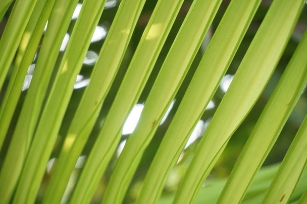 fresh green palm leaf texture - Photo, Image