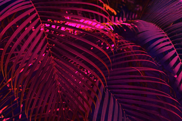 Photo of palm leaves in neon lighting - Φωτογραφία, εικόνα