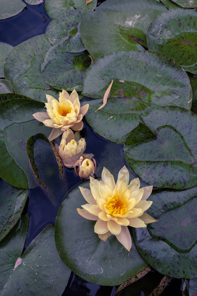 Water lily květina v botanické zahradě Cordoba Argentina - Fotografie, Obrázek