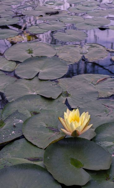 Water lily bloem in de botanische tuin van Cordoba-Argentinië - Foto, afbeelding