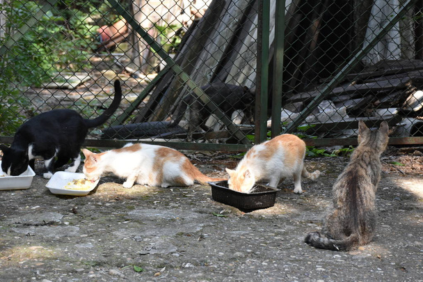 屋外で食べるホームレスの猫  - 写真・画像