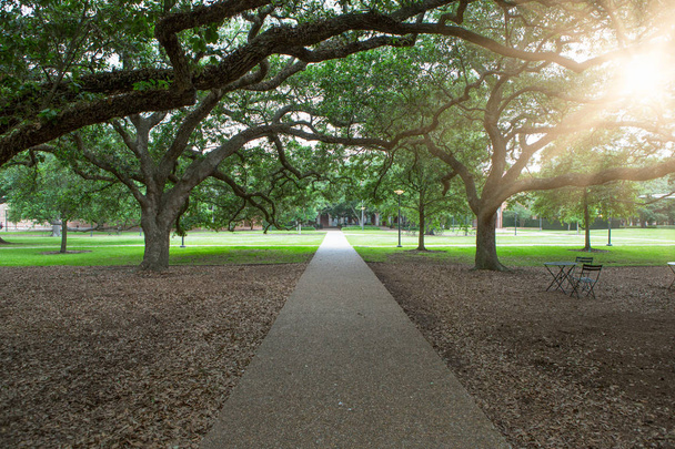 walkway through green garden in America. - Photo, Image