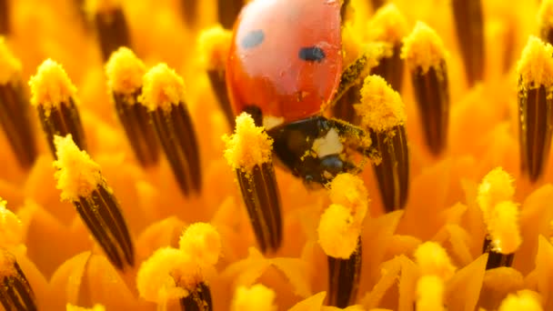 Czerwona biedronka z pyłkiem na żółty słonecznik - Materiał filmowy, wideo