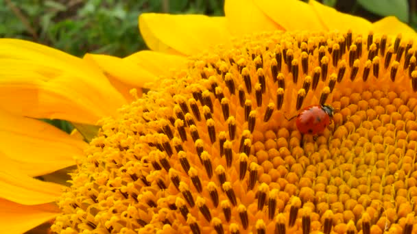 roter Marienkäfer auf gelber Sonnenblume auf Sonne - Filmmaterial, Video