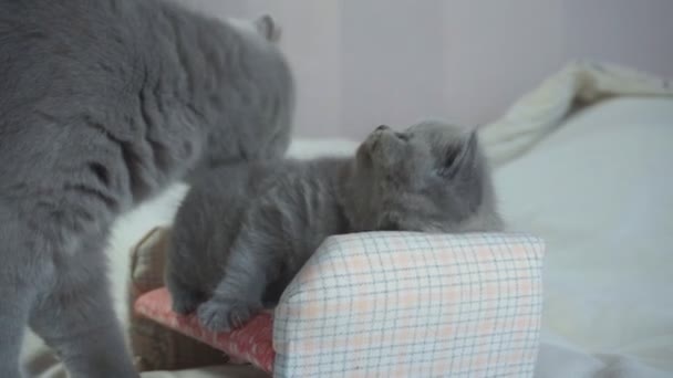 the kitten is played and mother disturbs and licks him, mother washes the child - Video