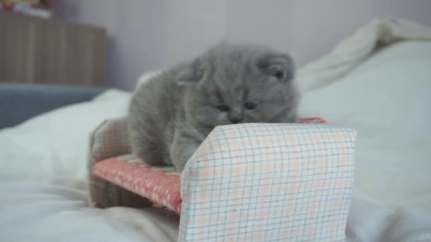 the British kitten plays on a small sofa, a podgy, fluffy kitten of gray color - Séquence, vidéo