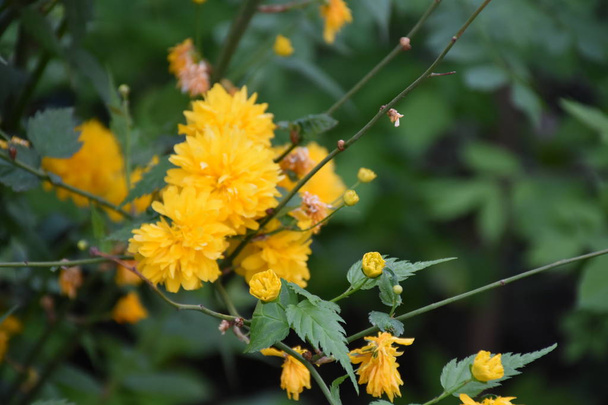 красиві жовті квіти і сад
, - Фото, зображення