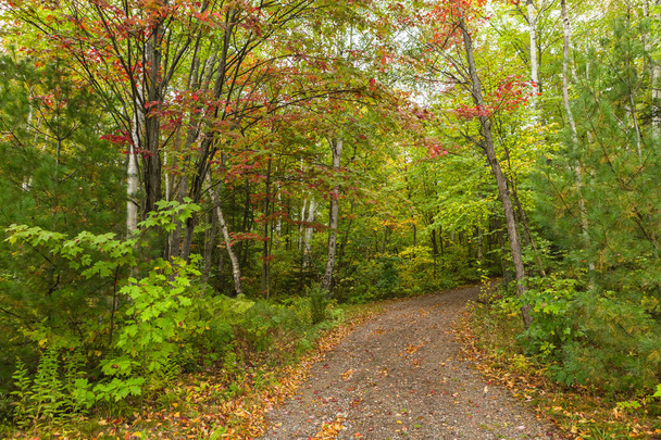 загородная дорога через кленовый лес осенью, Канада
. - Фото, изображение