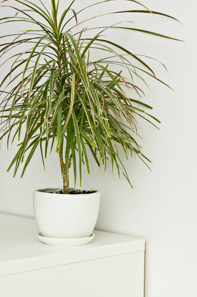 Ένα κομψό πράσινο δοχείο φυτό ως διακόσμηση σε λευκό τοίχο. Δράκαινα  - Φωτογραφία, εικόνα