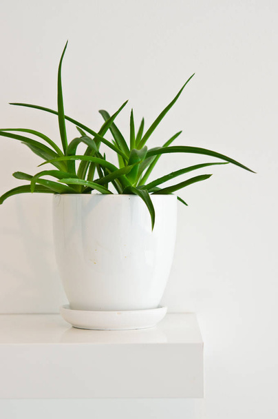 Элегантное растение зеленый горшок в качестве украшения комнаты против белой стены. Алоэ вера
 - Фото, изображение
