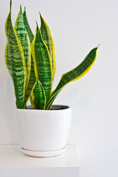 An elegant green pot plant as room decoration against white wall. Sansevieria or bowstring hemp. - Foto, afbeelding