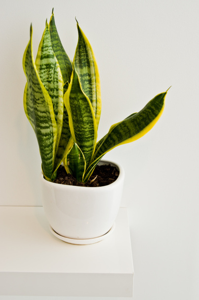 An elegant green pot plant as room decoration against white wall. Sansevieria or bowstring hemp. - Foto, immagini
