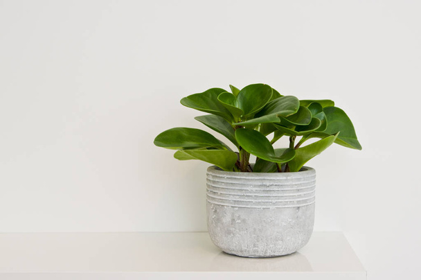Элегантное растение зеленый горшок в качестве украшения комнаты против белой стены. Пеперомия
 - Фото, изображение