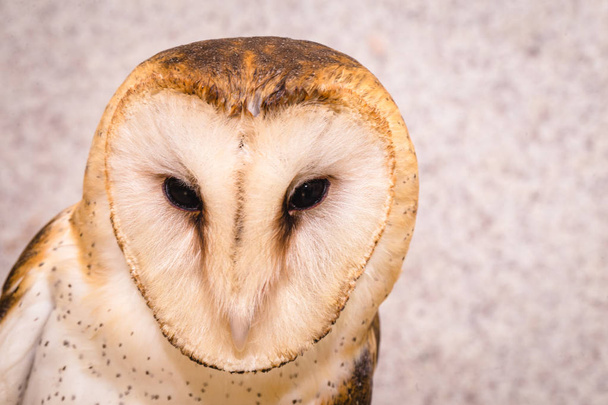 Photo of an owl in macro photography, high resolution owl cub photo. Owl of the Towers (Tyto furcata or Tyto alba), Also known as church owl, catholic owl and shroud shroud, this species belongs to the family Tytonidae. The owl of the towers inhabits - Fotoğraf, Görsel