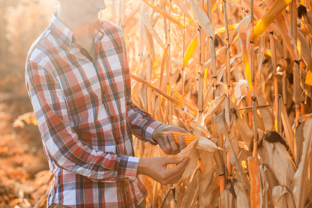 A young agronomist checks the ripeness of the corn crop in the field - Photo, image