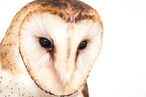 Photo of an owl in macro photography, high resolution owl cub photo. Owl of the Towers (Tyto furcata or Tyto alba), Also known as church owl, catholic owl and shroud shroud, this species belongs to the family Tytonidae. The owl of the towers inhabits - 写真・画像