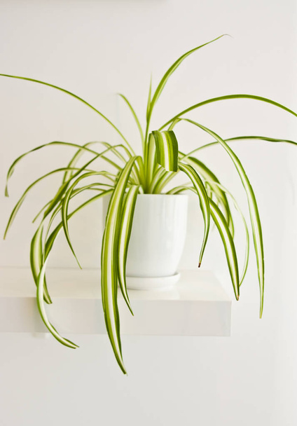 Елегантна рослина з зеленого горщика як прикраса кімнати на білій стіні. Рослина-павук або хлорофітум
 - Фото, зображення