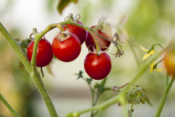 tomatoes on the branch in Teplice - Фото, изображение