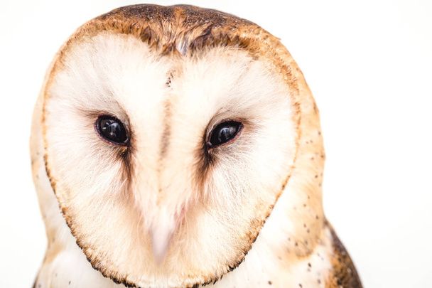 Photo of an owl in macro photography, high resolution owl cub photo. Owl of the Towers (Tyto furcata or Tyto alba), Also known as church owl, catholic owl and shroud shroud, this species belongs to the family Tytonidae. The owl of the towers inhabits - Foto, immagini