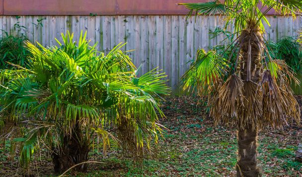 small palm trees in a exotic garden, popular plants for decorating and creating exotic gardens - Photo, Image