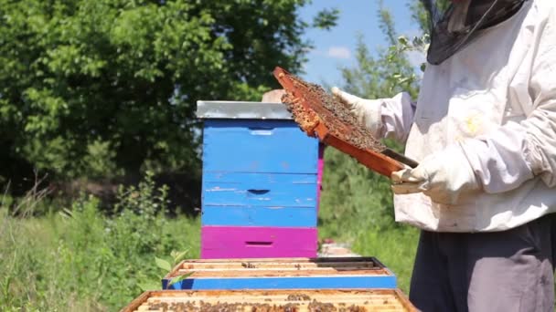 Apicultor está olhando atividade enxame sobre favo de mel em quadro de madeira, situação de controle na colônia de abelhas. - Filmagem, Vídeo