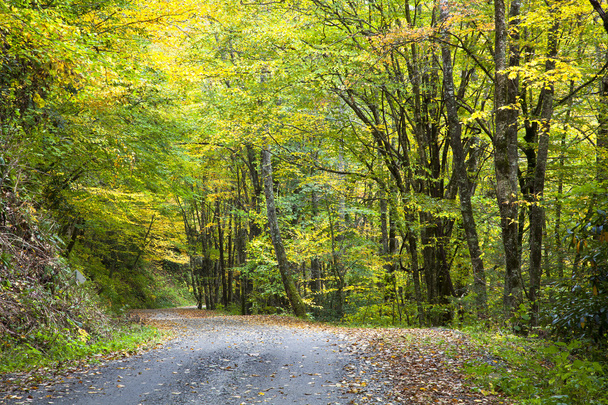 Gravel Trail in Autumn - Zdjęcie, obraz