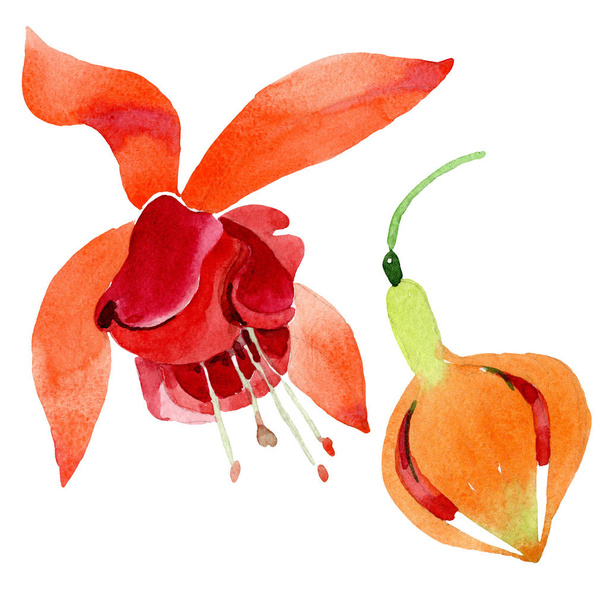 Vörös narancs fukszia virág botanikai virág. Akvarell háttér beállítása. solated fukszia ábra elem. - Fotó, kép