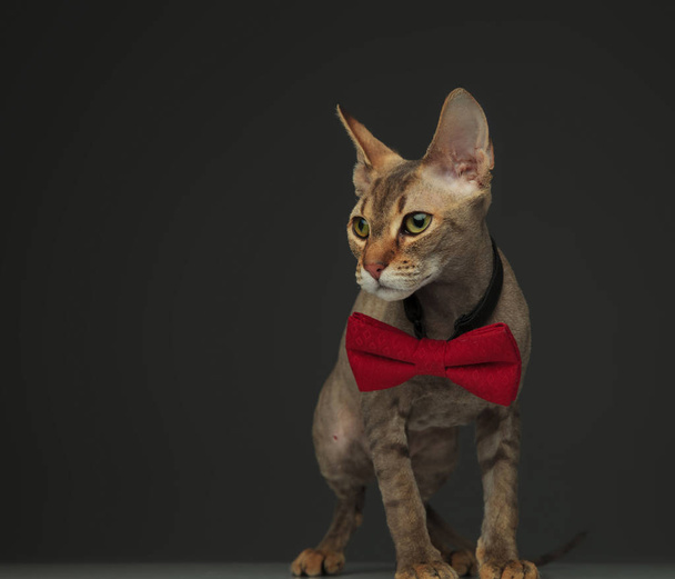 Bonito gato peterbald de pé e vestindo um laço vermelho olhando para um lado em um fundo escuro
 - Foto, Imagem