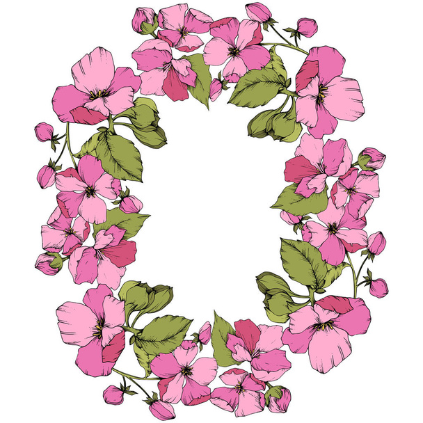 Vector Pink Apple blossom floral botanical flower. Engraved ink art. Frame border ornament square on white background. - Vector, Image