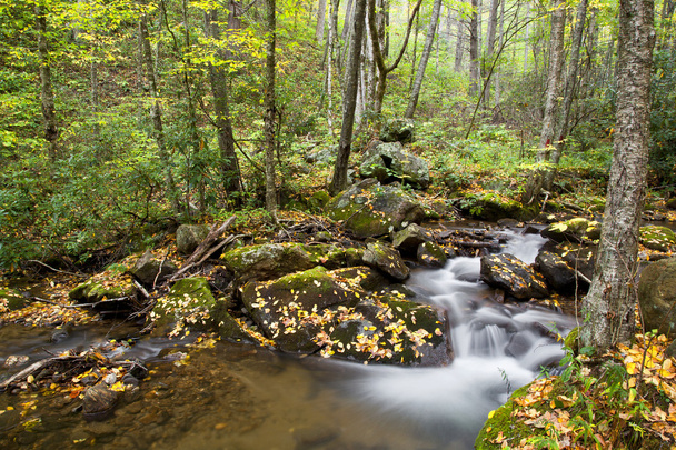 Forest Stream - Photo, Image