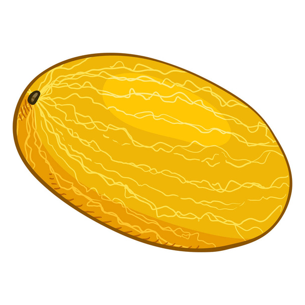 Vector Cartoon Yellow Whole Melon - Vector, Image