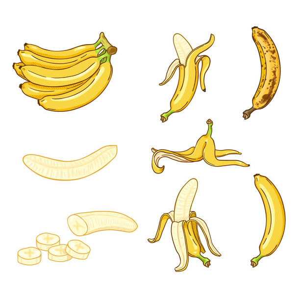 Vector Cartoon Set van verschillende banaan illustraties - Vector, afbeelding