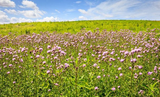 Malowniczy widok pola polne kwiaty w środkowego Kentucky w lecie - Zdjęcie, obraz