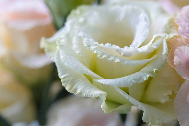 美しく、穏やかなピンク トルコギキョウの花、トルコギキョウ、チューリップ リンドウ、eustomas。クローズ アップ. - 写真・画像