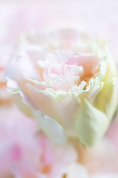 Piękny i delikatny różowy Eustoma kwiaty, Lisianthus, tulip goryczki, eustomas. Zbliżenie, kompozycja pionowa - Zdjęcie, obraz