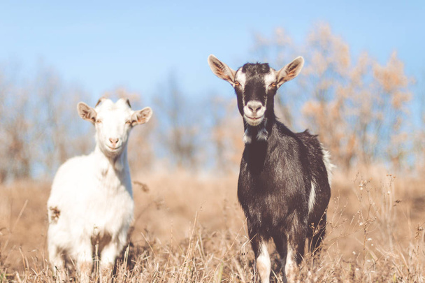 Goat in field. Goats eating grass,Goat on a pasture, Little goat portrait - Fotó, kép