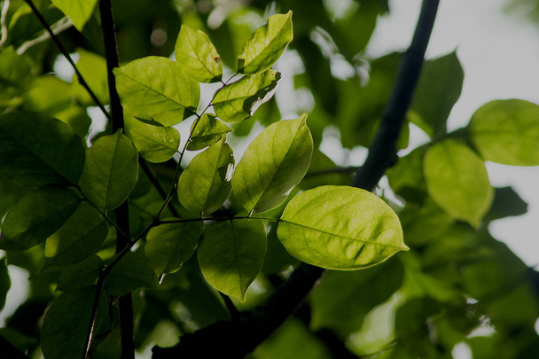 Las hojas verdes están expuestas a la luz solar en la naturaleza
. - Foto, imagen