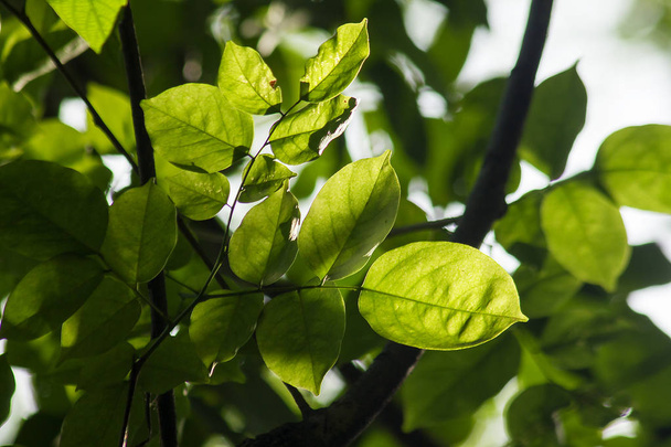 Zielone liście są narażone na działanie promieni słonecznych w przyrodzie. - Zdjęcie, obraz