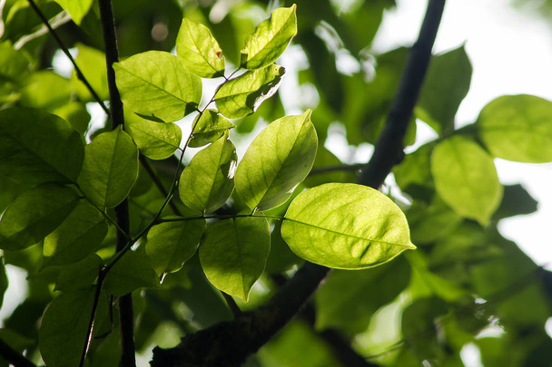 Zielone liście są narażone na działanie promieni słonecznych w przyrodzie. - Zdjęcie, obraz