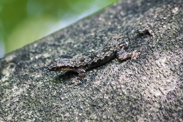 Camouflage lézards sur l'arbreNe pas remarquer facilement
 - Photo, image