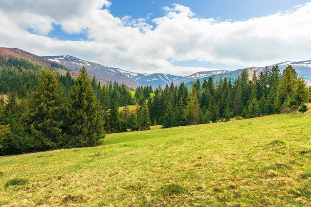 springtime landscape in mountains. coniferous forest on the grassy slope. distant ridge with spots of snow. cloudy afternoon weather - Fotoğraf, Görsel