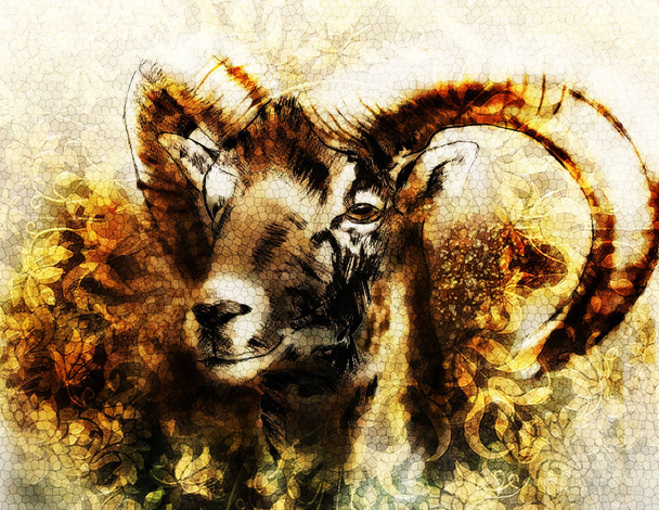 Rysunek samca dzikich owiec z potężnymi rogami na tle kwiatu. - Zdjęcie, obraz
