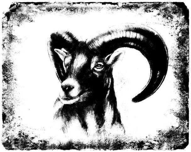 Güçlü boynuzları erkek yaban koyunu bulanık arka plan üzerinde çizim. Siyah ve beyaz. - Fotoğraf, Görsel