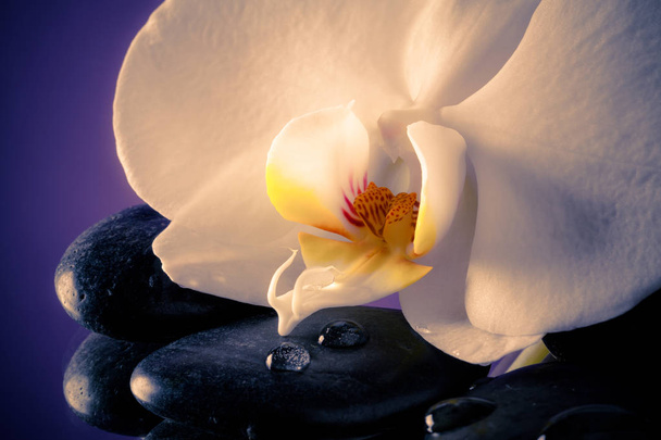 Orchidée blanche délicate - gros plan
 - Photo, image
