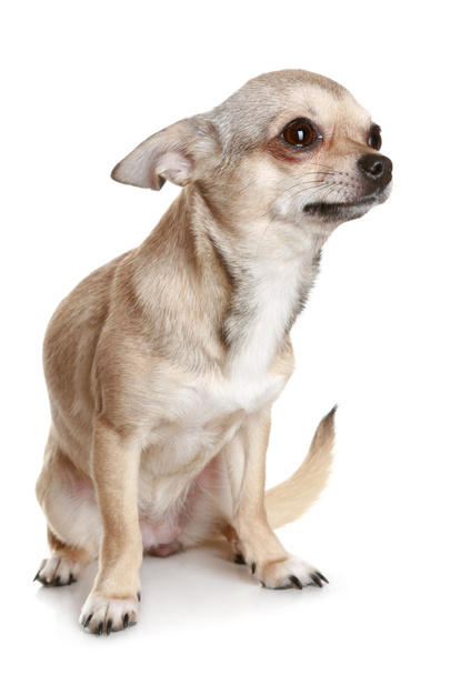 Chihuahua Sitting Upright On White - Фото, изображение